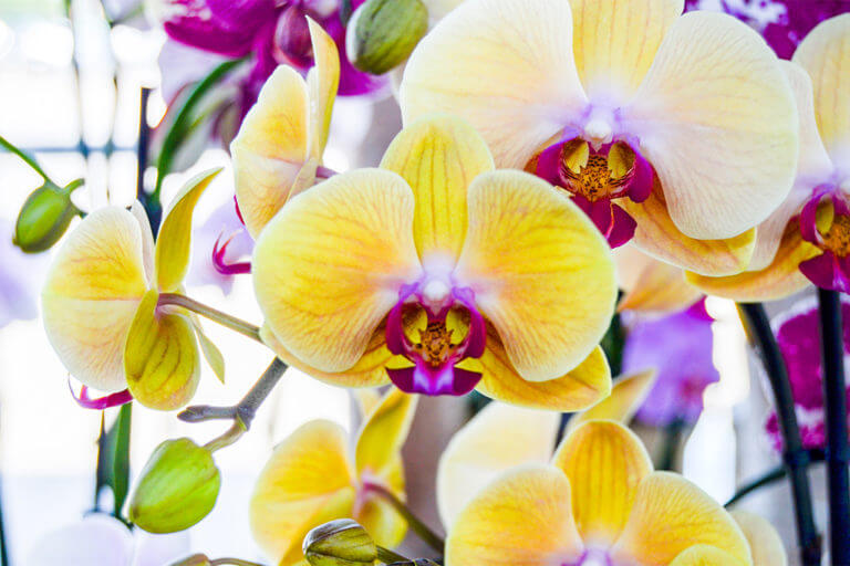 5 Dicas para uma Orquídea Bonita e Saudável