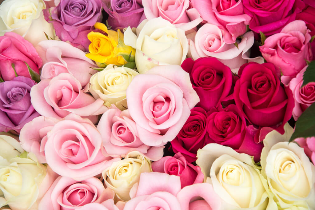 As cores das Rosas e os seus significados | Blog Flores no Cais