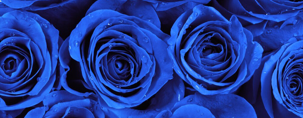 As cores das Rosas e os seus significados | Blog Flores no Cais