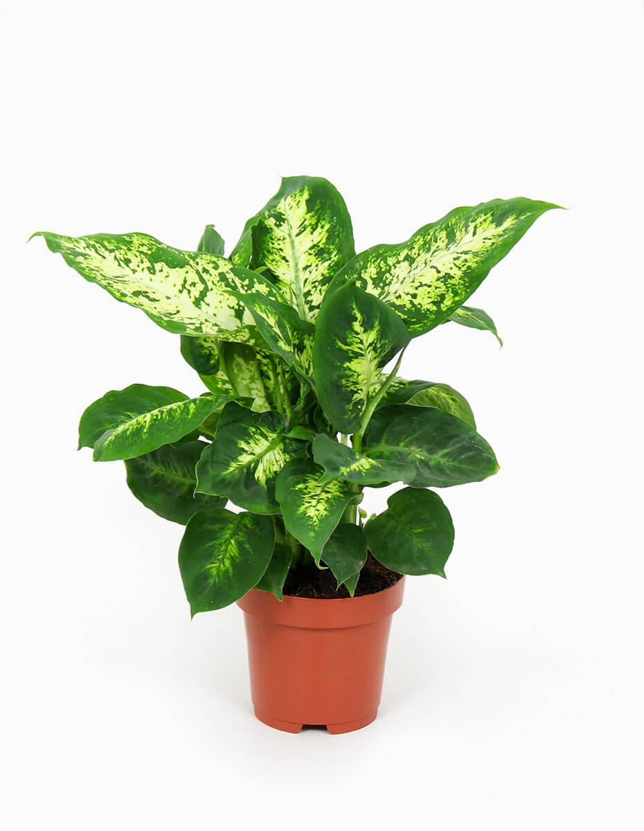 A Dieffenbachia, também conhecida como “Comigo-ninguém-pode”, apresenta folhas com tons verdes vibrantes e é bastante fácil de cuidar.