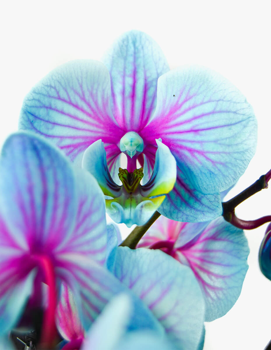 Orquídea Phalaenopsis | Entrega em 24h | Flores no Cais