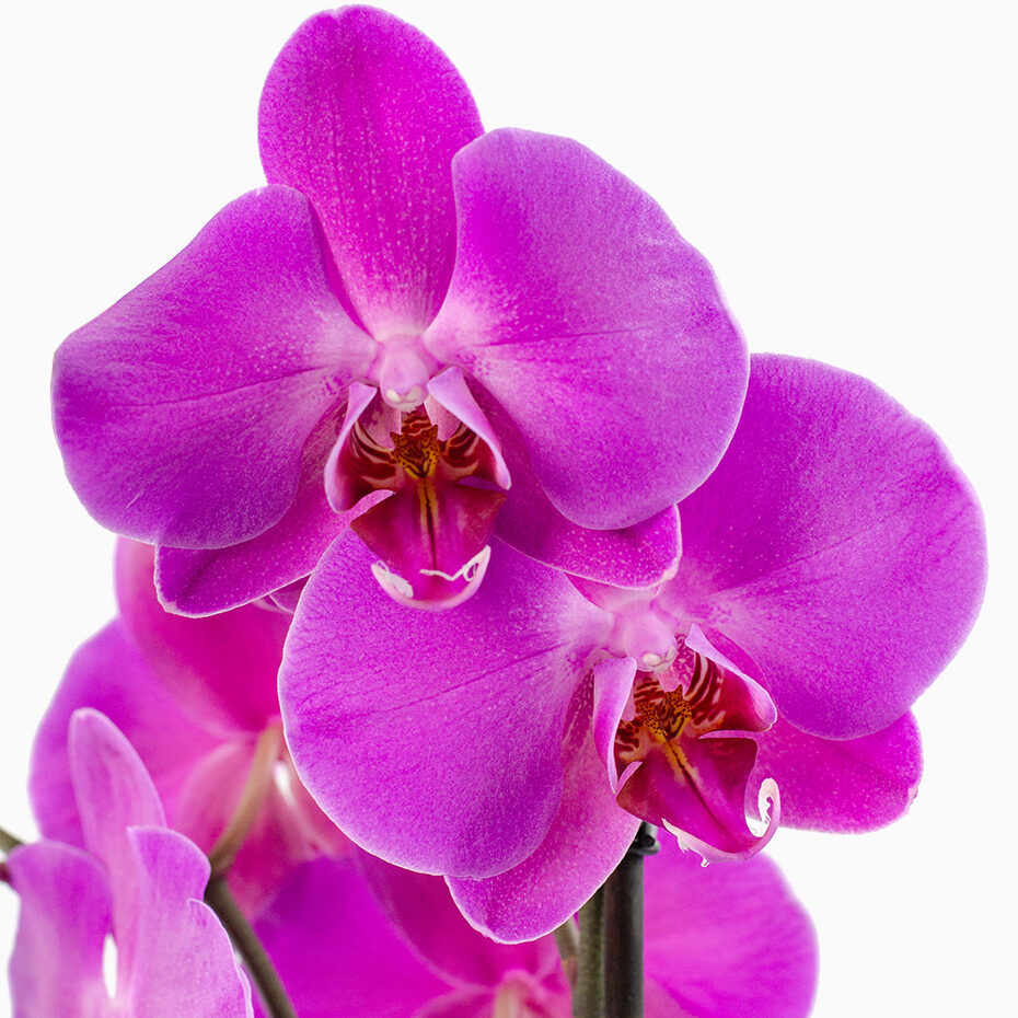 Orquídea Phalaenopsis Rosa Intenso. Vista de pormenor.