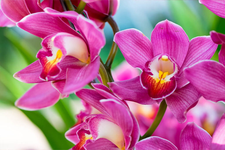 As cores das Orquídeas e os seus significados