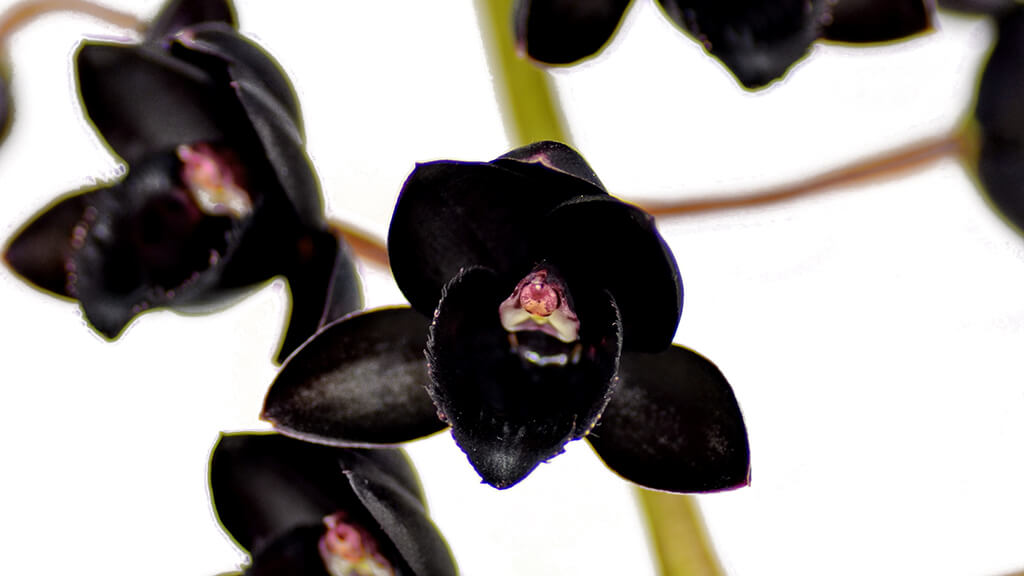 As cores das Orquídeas e os seus significados | Blog Flores no Cais