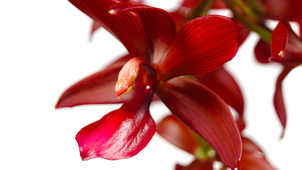 As cores das Orquídeas e os seus significados | Blog Flores no Cais