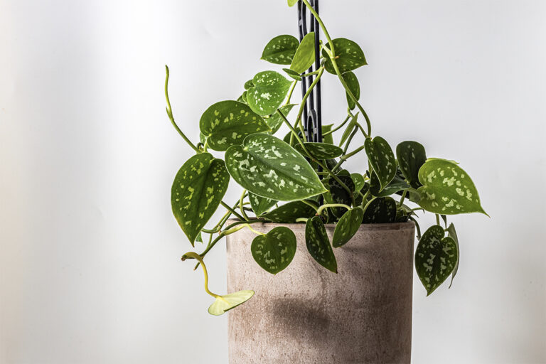 8 plantas que purificam o ambiente de casa