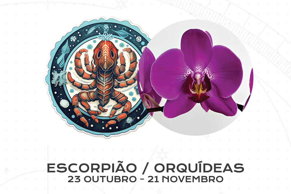 Flor para Cada Signo do Zodíaco: Escorpião / Orquídeas