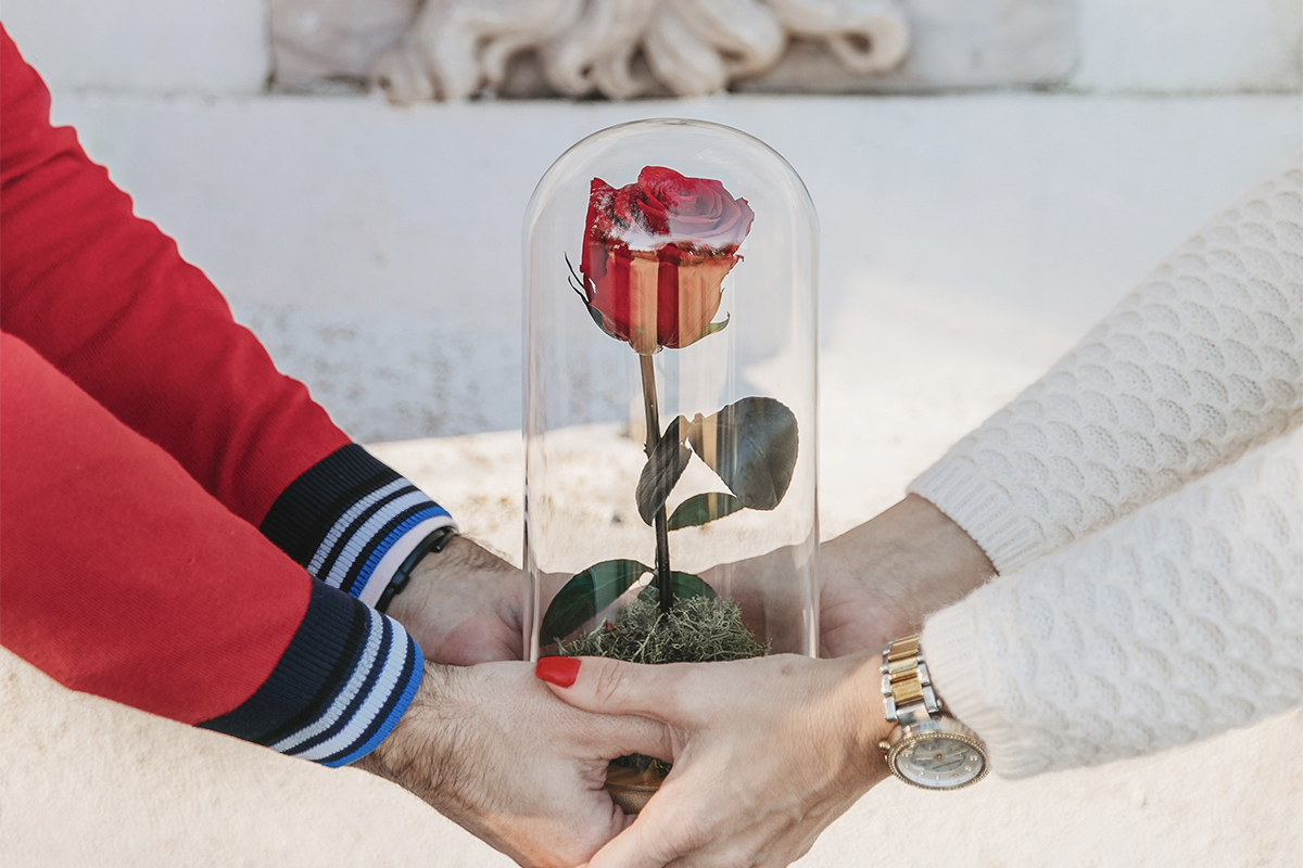 Rosa Vermelha Preservada em Campânula - Guia para Oferecer Flores Perfeitas