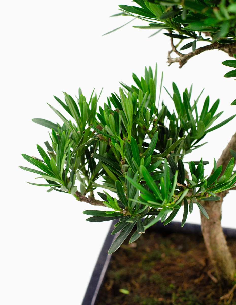 Bonsai Podocarpus